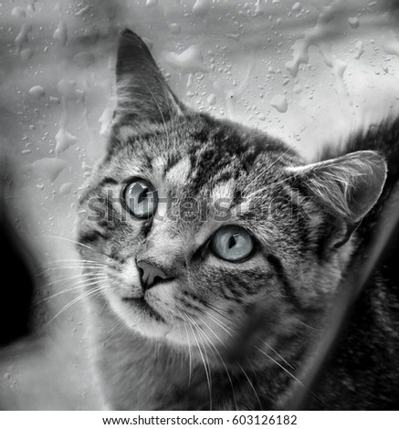 Similar – Image, Stock Photo cat bath