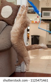  A Cat Is Being Silly Jumping High Off The Ground Chasing A Toy 