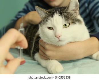 Cat Being Vaccinated Abainst Rabies