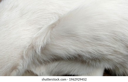 Cat Belly Fur, White Or Gray Cat Fur Texture For Background,Natural Animal Patterns Skin, Fur Cat Background