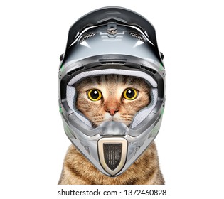 cat bicycle helmet