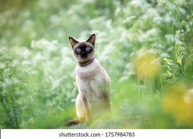 A Cat With Big Blue Eyes Sits In The Grass And Flowers In Summer