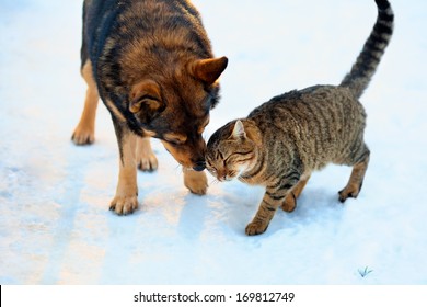 Cat And Big Dog Playing In The Snow