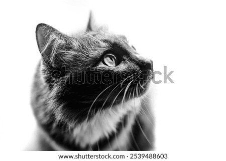 A cat with big eyes looks up on a black and white background