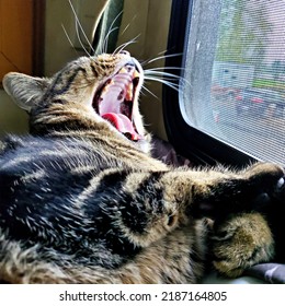 Cat Big Yawn By A Window