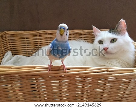 cat and bird, best friends