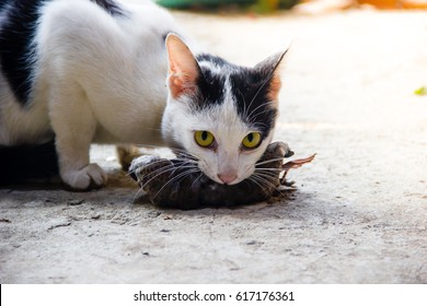 cat with Bird in mouth