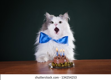 Cat And Birthday Cake With Candles