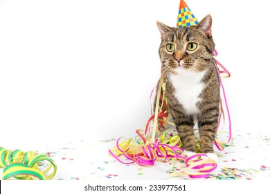 Cat With Birthday Hat