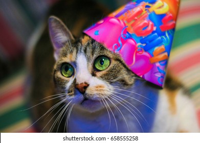 Cat With Birthday Hat