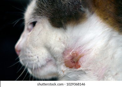 Puncture Wound Images, Stock Photos & Vectors | Shutterstock