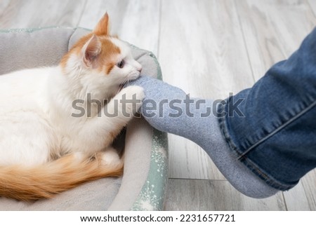 cat bites human leg. domestic cat grabbed the owner's leg. cat attacks human. kitten bites a person