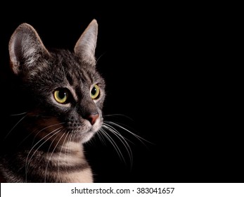 Cat,  Black Background