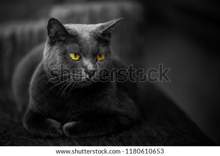 The cat is black but the eyes are yellow. Cause and beauty of the cat.