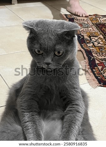 cat black gray fluffy embittered cute sitting pet funny tail wiggler