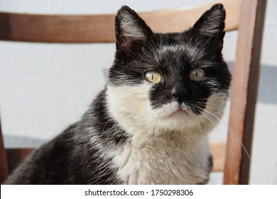 Photo De Stock Fluffy Black White Cat Sitting Box Shutterstock