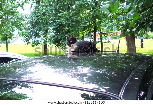 The cat is\
black and white sitting on the\
car.