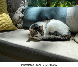 Cat Black And White Sleeping On Window Seat With Yellow And Blue Pillows