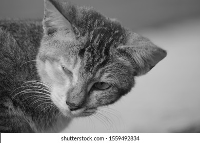 Cat In Black And White, Street Cat, Cat Lover.