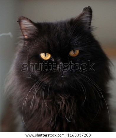 cat blackcat Persian Cats