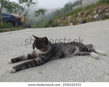 cat blackcat stretch campingsite yoga