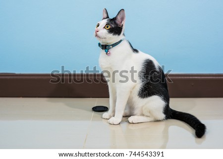 Cat blackwhite sitting.