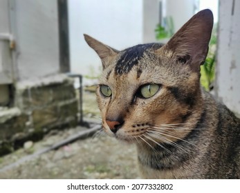 A Cat With A Blank Stare 