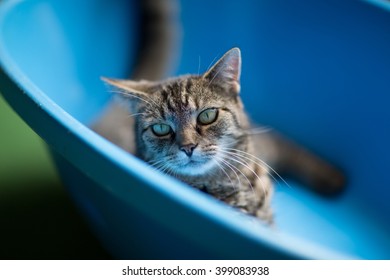 Cat In Blue Bath Tub