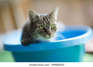 Cat In Blue Bath Tub