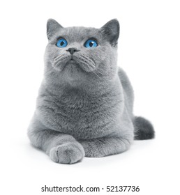 A Blue Eyed British Kitten Images Stock Photos Vectors