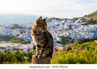 A cat with Blue City in the blurry background. Chefchaouen, Morocco, Africa. Chefchaouen is known as the "Blue City" and is home to many cats.  - Powered by Shutterstock