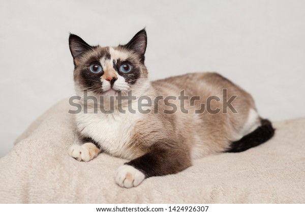 tortoiseshell and white cat with blue eyes