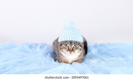 Cat In A Blue Hat Resting. Kitten On A Blue Background. Portrait Of A Cat. Kitten With Green Eyes .Place For Text. Winter. Pet Care. Horizontal Photo. Happy New Year. Merry Christmas.