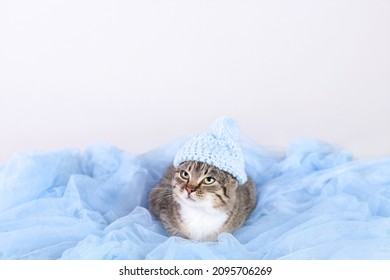 Cat In A Blue Hat Resting. Kitten On A Blue Background. Portrait Of A Cat. Kitten With Green Eyes .Place For Text. Winter. Pet Care. Horizontal Photo. Happy New Year. Merry Christmas.