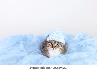 Cat In A Blue Hat Resting. Kitten On A Blue Background. Portrait Of A Cat. Kitten With Green Eyes .Place For Text. Winter. Pet Care. Horizontal Photo. Happy New Year. Merry Christmas.