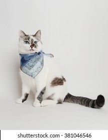 Cat In A Blue Scarf