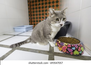 Cat Boarding In Pet Hotel