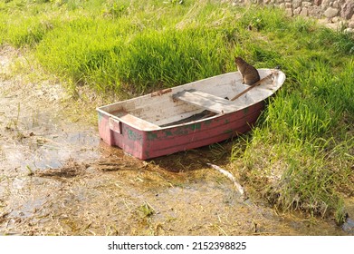 Cat in a boat on a river bank with green grass on a sunny day in spring in rural village area