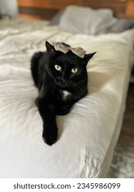 Cat with bow in bed