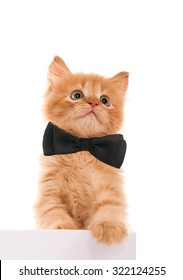 Cat With A Bow Tie At The Neck