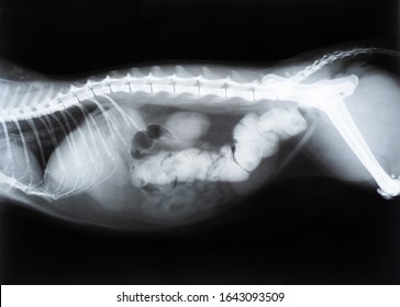 Cat With Bowel Or Intestinal Obstruction X-ray Image Or Radiography. Medical Imagery. Cat Anatomy With Spine, Tail And Rib Cage Bones Or Skeleton.