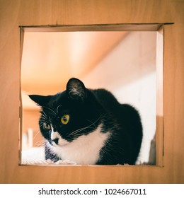 Cat in a Box