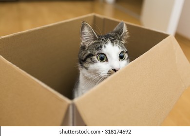 Cat In The Box