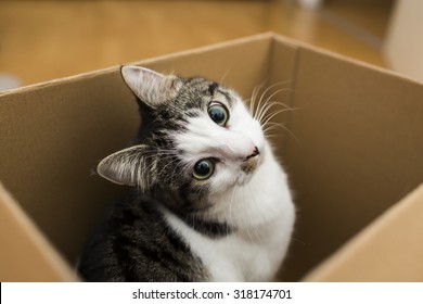 Cat In The Box