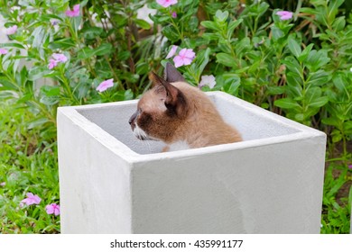 cat in a box