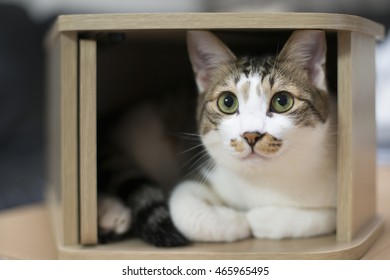 Cat in the box