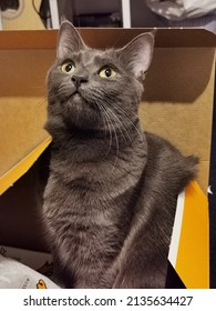 Cat In A Box. Wide Eyes Cat