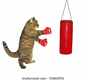 mini boxing gloves for cats