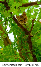 cat in the branches of a tree