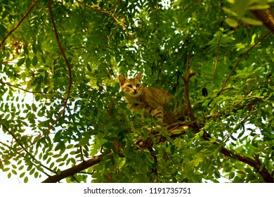 cat in the branches of a tree
